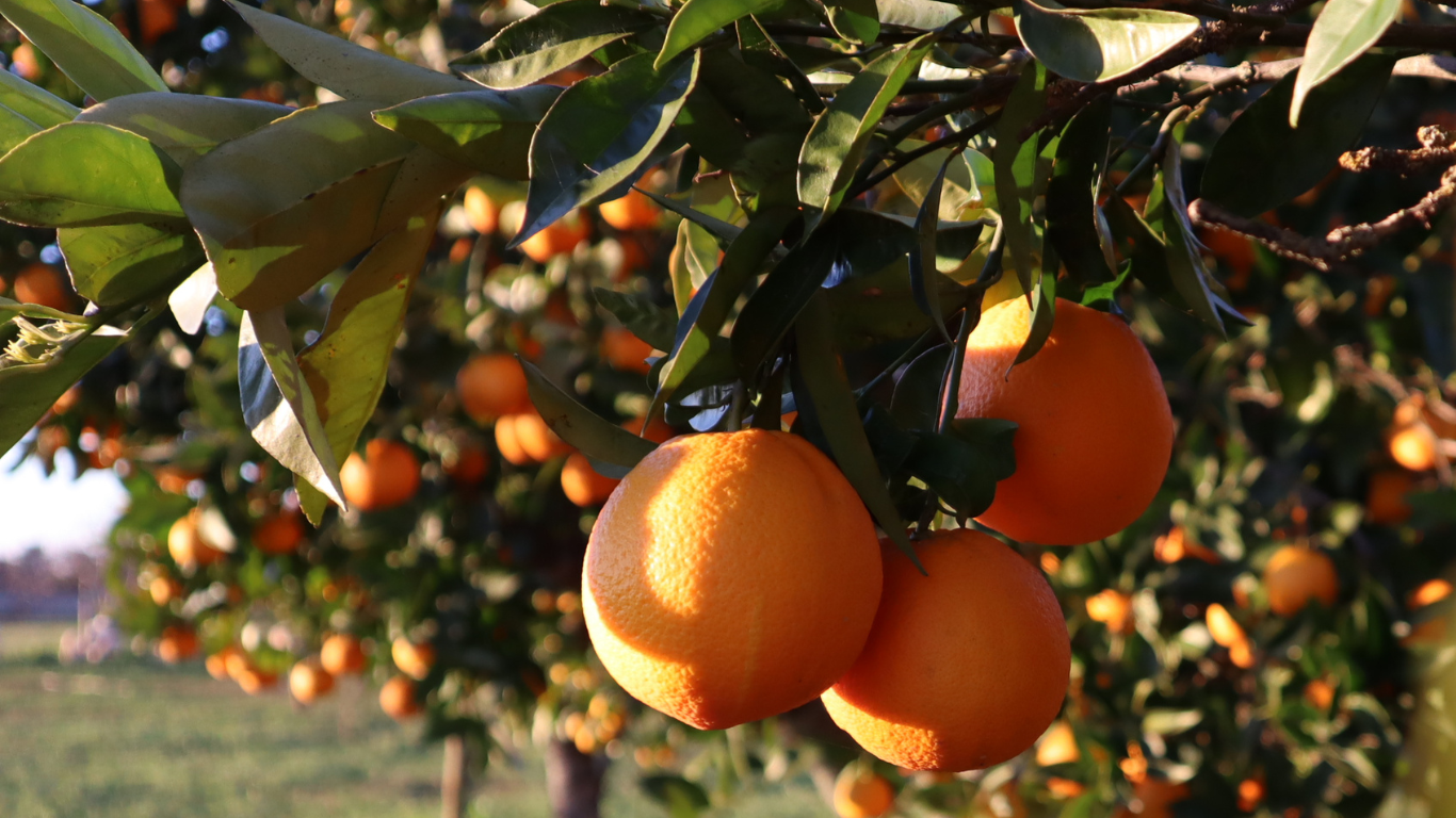 Navel Washington Orangen aus Sizilien 